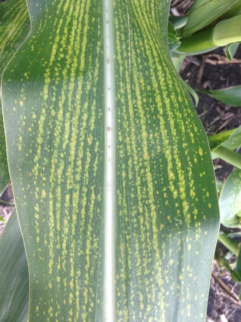 Maize Streak Virus