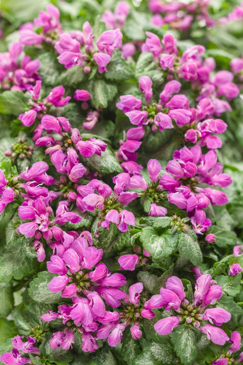 Lamium