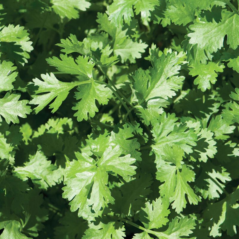 Cilantro (Slow-Bolt Varieties) – Try ‘Calypso’ for summer harvests.