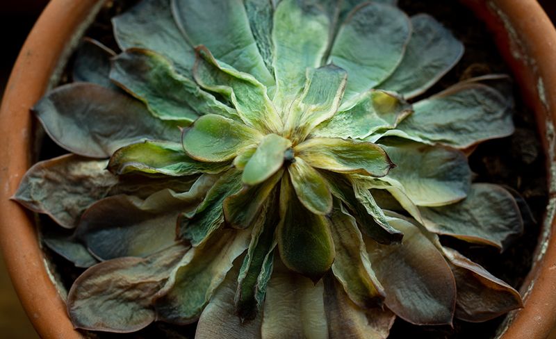 Succulents (Echeveria, Haworthia)