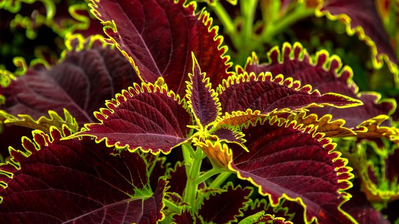 Coleus (Plectranthus scutellarioides)