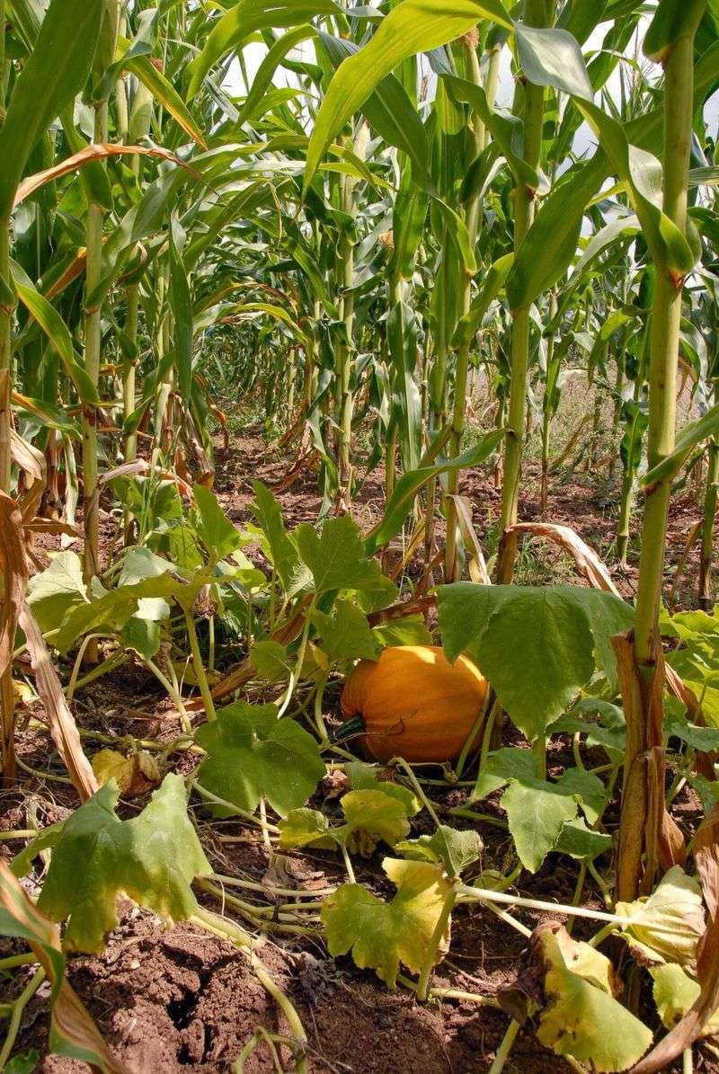 Pumpkins and Potatoes