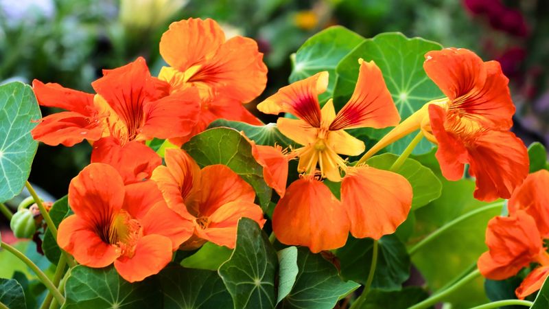 Nasturtiums – The Trap Crop Hero