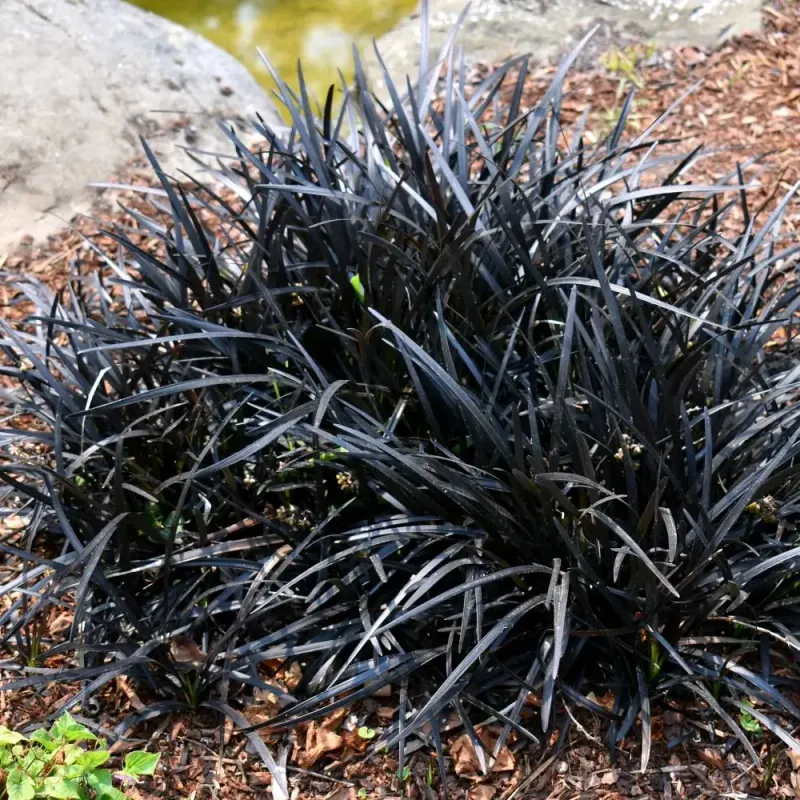 Black Mondo Grass