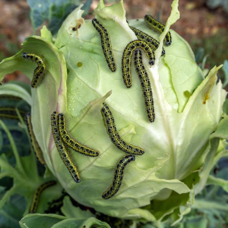 Brassicas Attract Destructive Pests