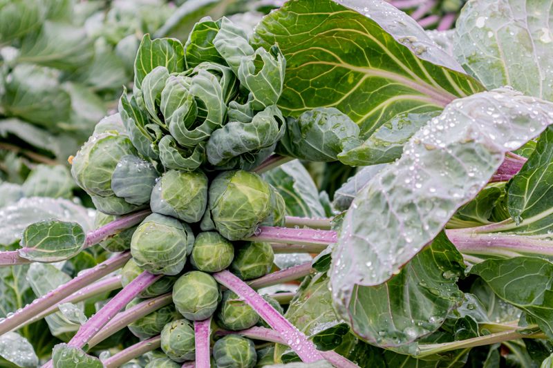 Brussels Sprouts and Thyme