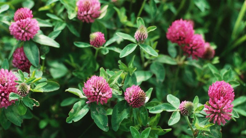 Clover Tea Benefits