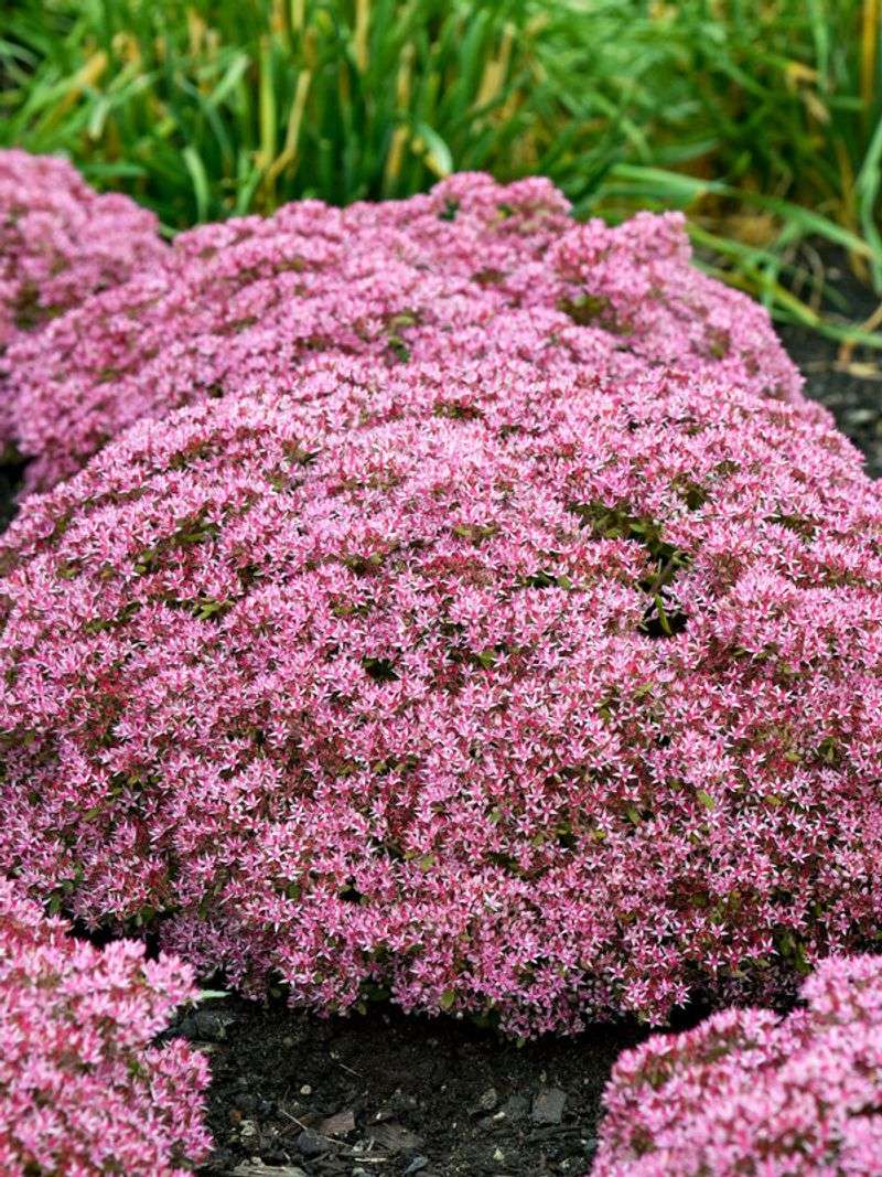Sedum