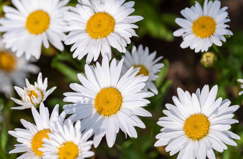 Shasta Daisies