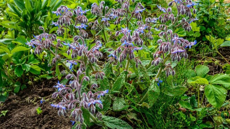 Borage