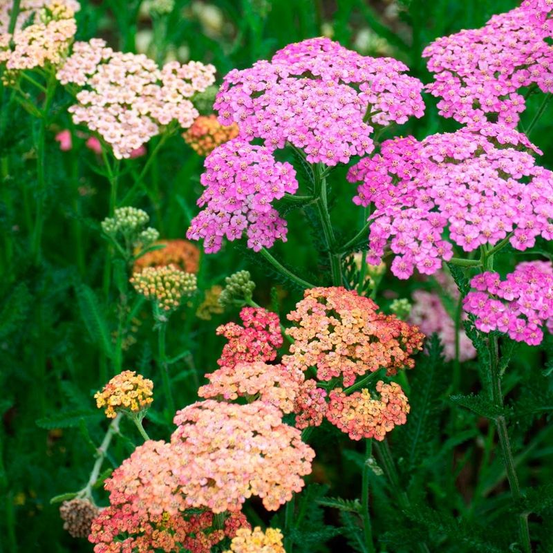 Yarrow (Achillea)