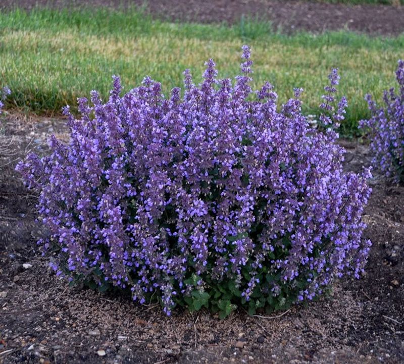 Catmint (Nepeta spp.)