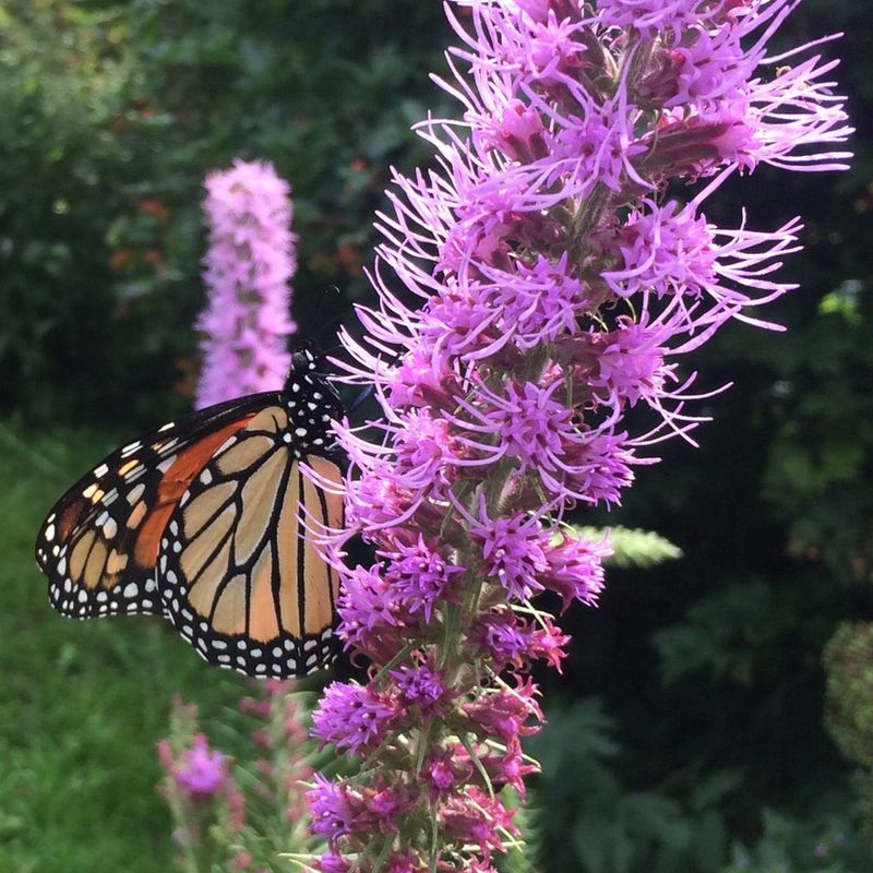 Prairie Blazing Star (Liatris pycnostachya)