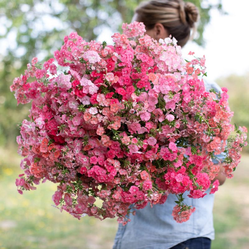 Phlox (Phlox paniculata)