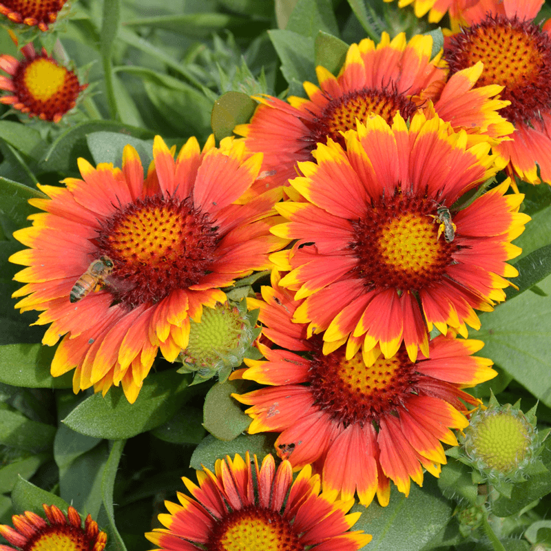 Gaillardia