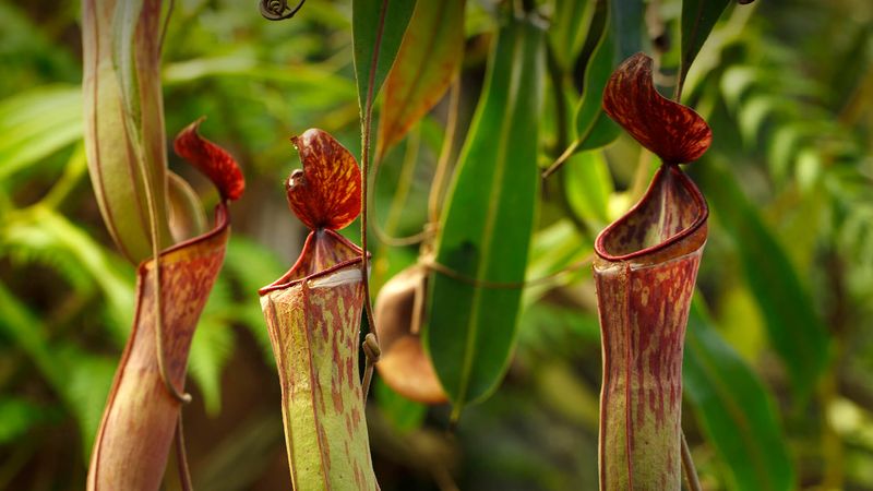 Pitcher Plant