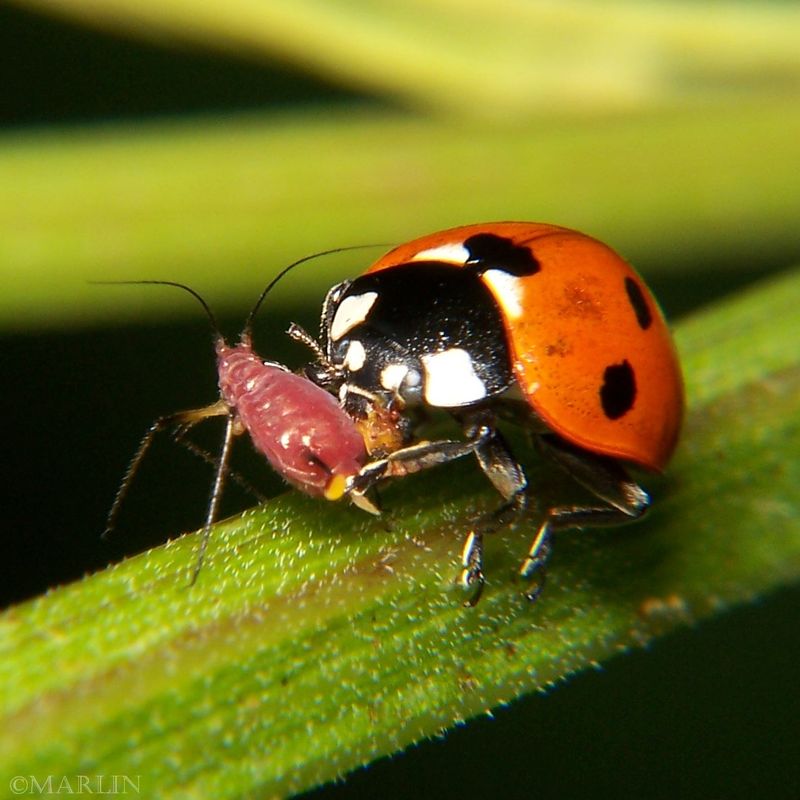 Ladybugs – Release them to devour aphids (1 ladybug eats 5,000 in its lifetime!).