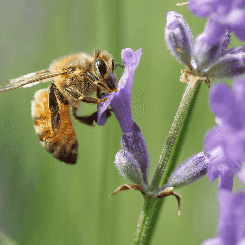 A Bee-Friendly Garden = A Thriving Garden