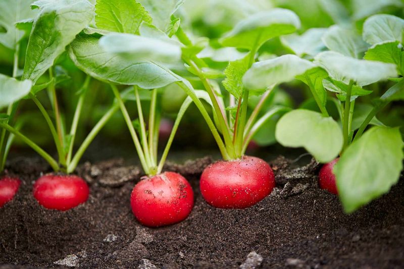 Radishes