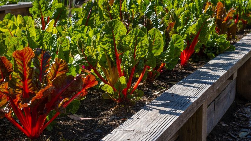 Swiss Chard