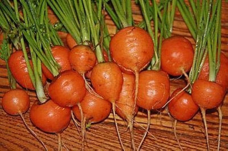 Carrots (Short Varieties) – ‘Paris Market’ or ‘Little Finger’ mature quickly.
