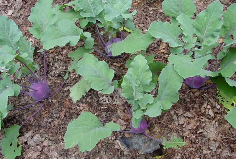 Kohlrabi