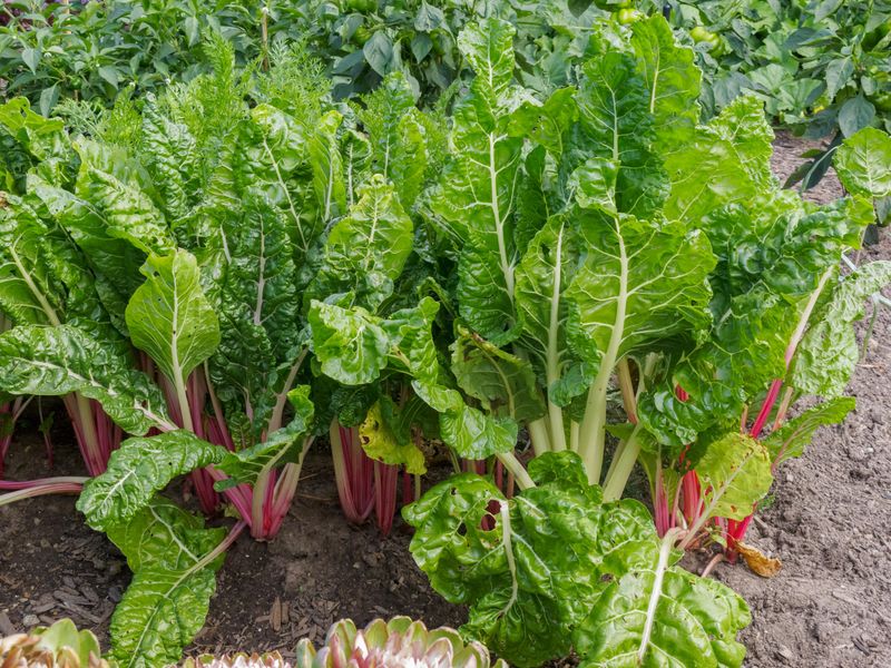 Chard (Swiss Chard) – 4 per square (spaced 6″ apart)