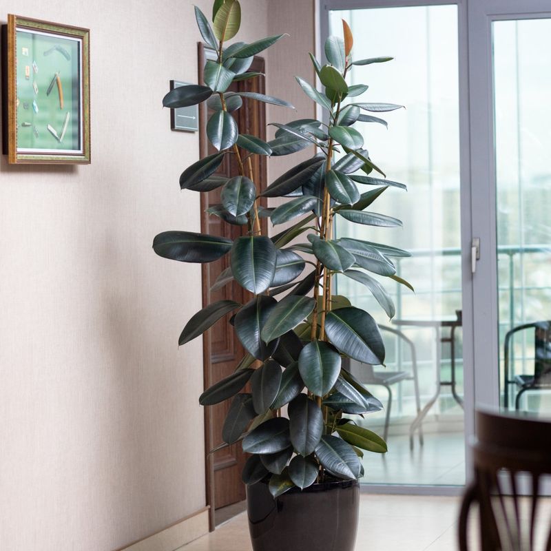 Rubber Plant (Ficus elastica)