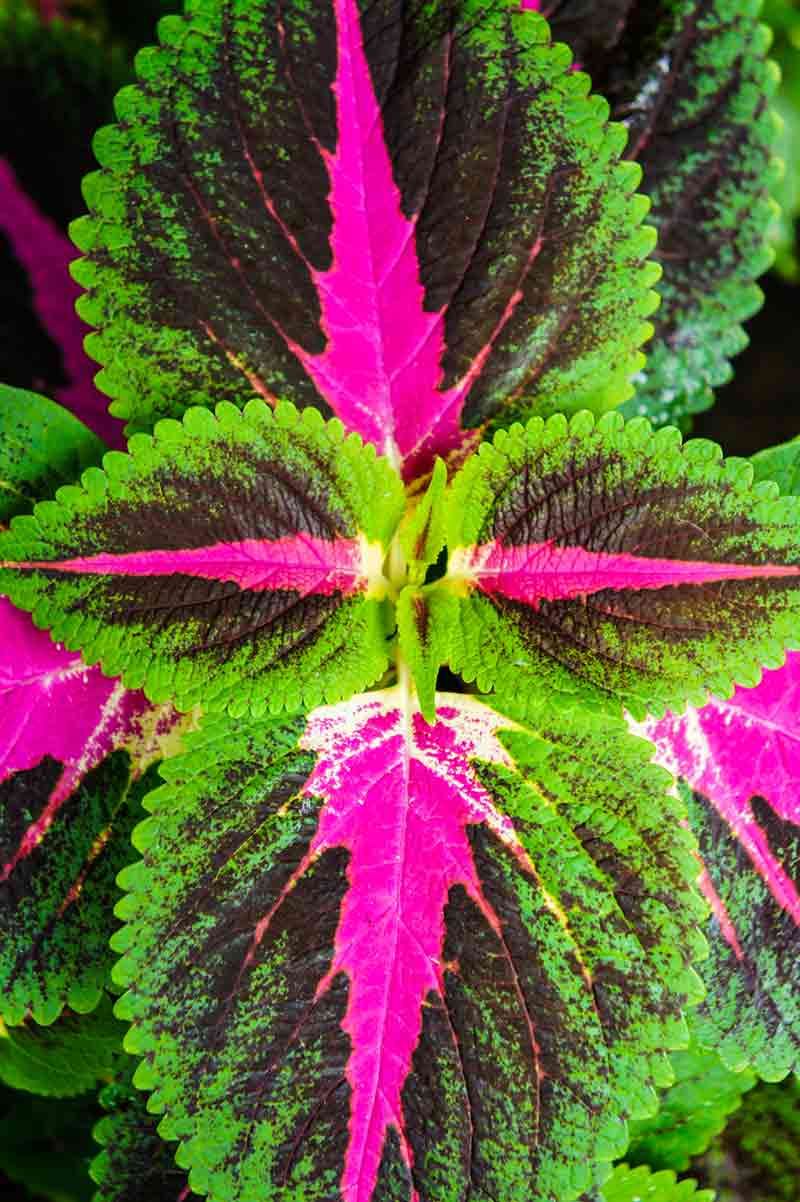Coleus