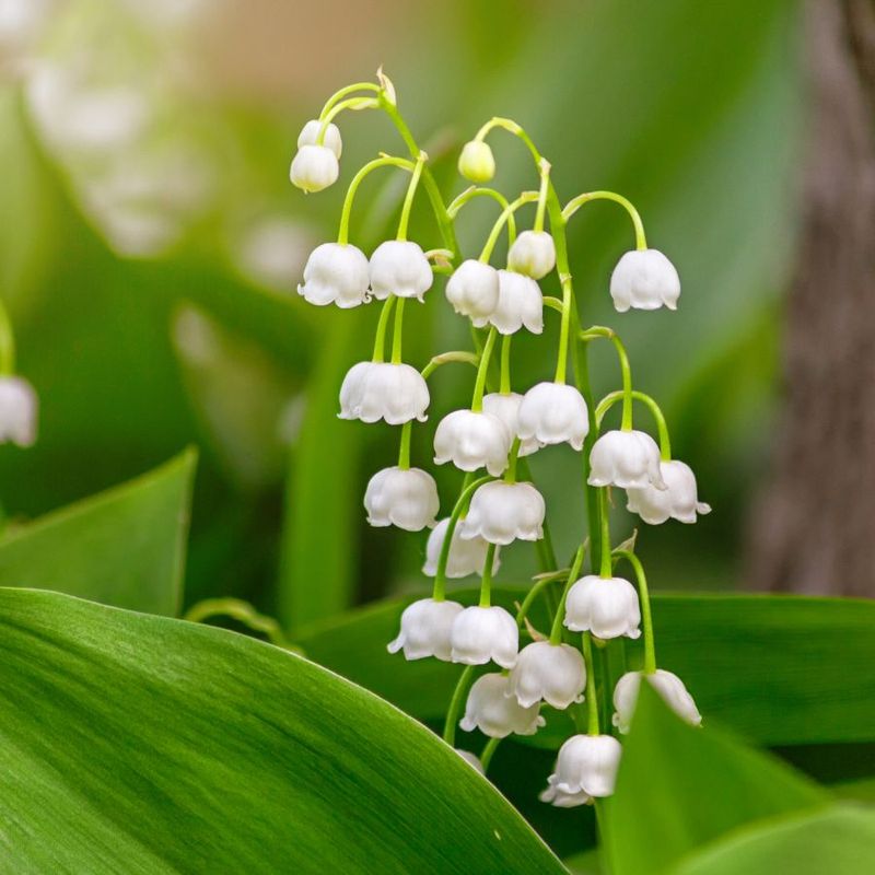 Lily of the Valley