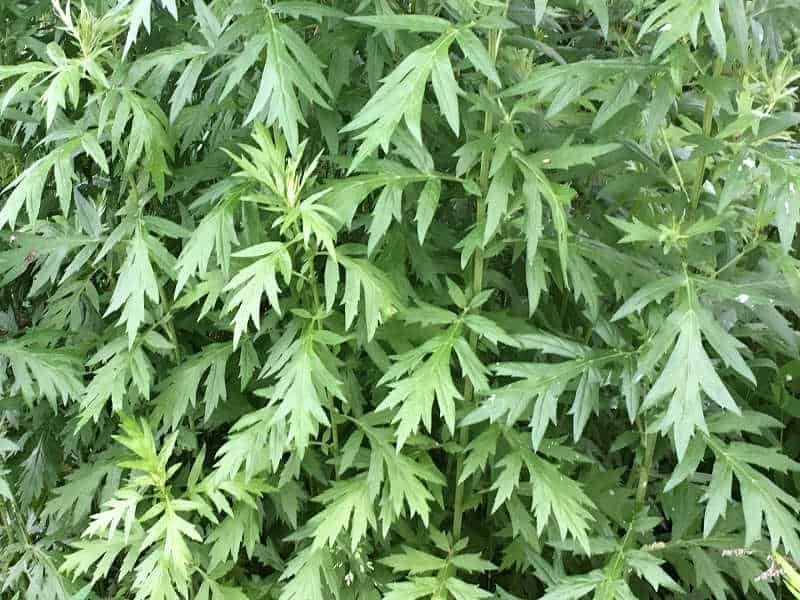 Mugwort