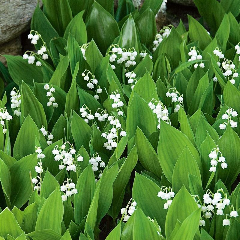 Lily of the Valley