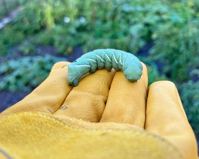 Hand-Picking – Gross but effective for tomato hornworms (drop in soapy water).