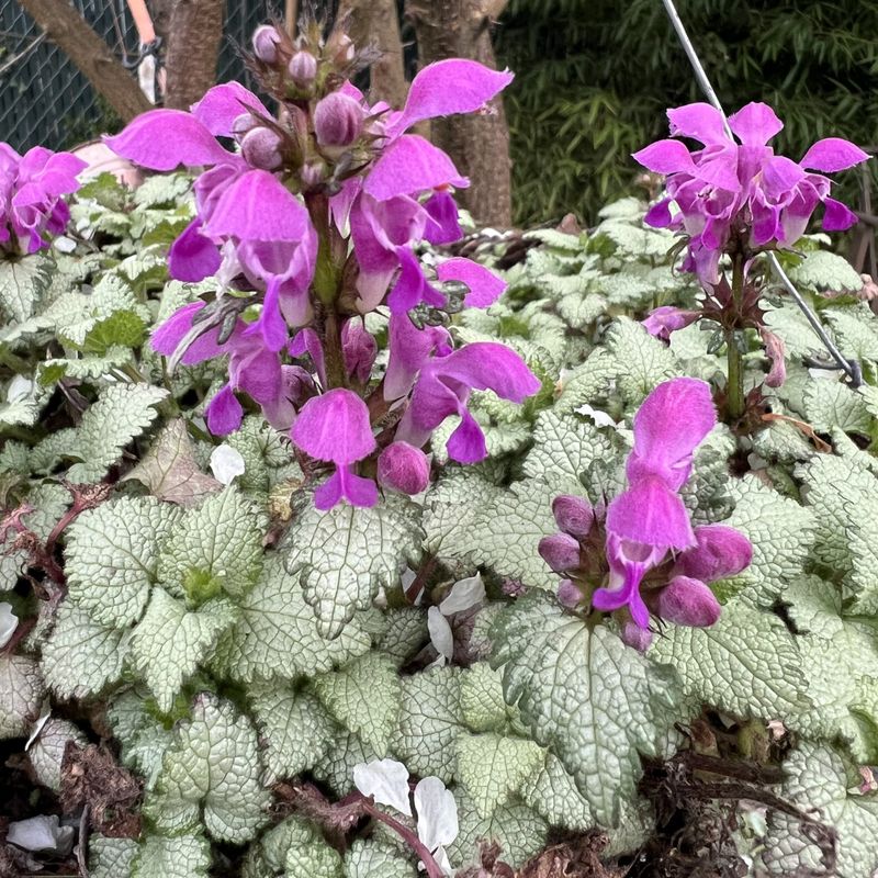 Dead Nettle (Lamium)