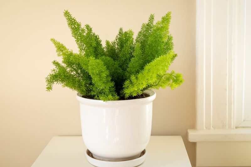Asparagus Fern (Asparagus setaceus)