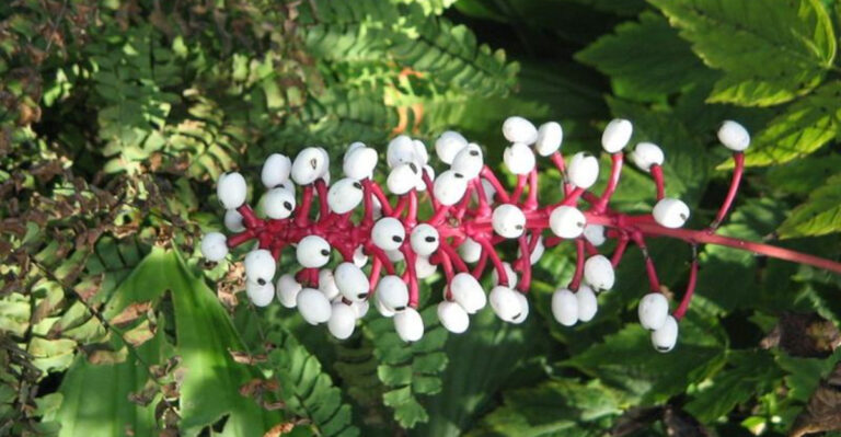 Beware the Doll’s Eyes Plant! The Chilling Truth About White Baneberry (Actaea pachypoda)
