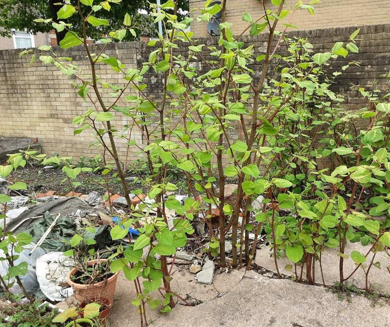 Japanese Knotweed – The Concrete-Cracking Menace
