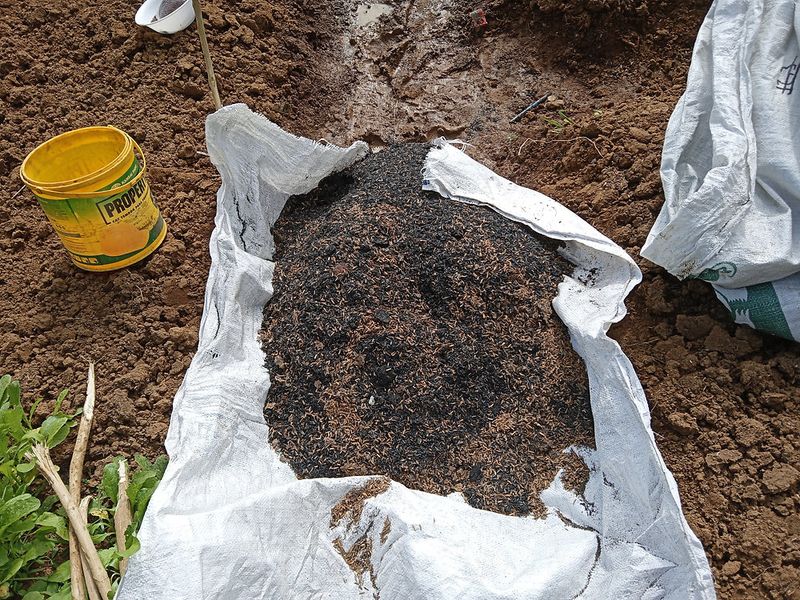 Soil Fertility Enhancement