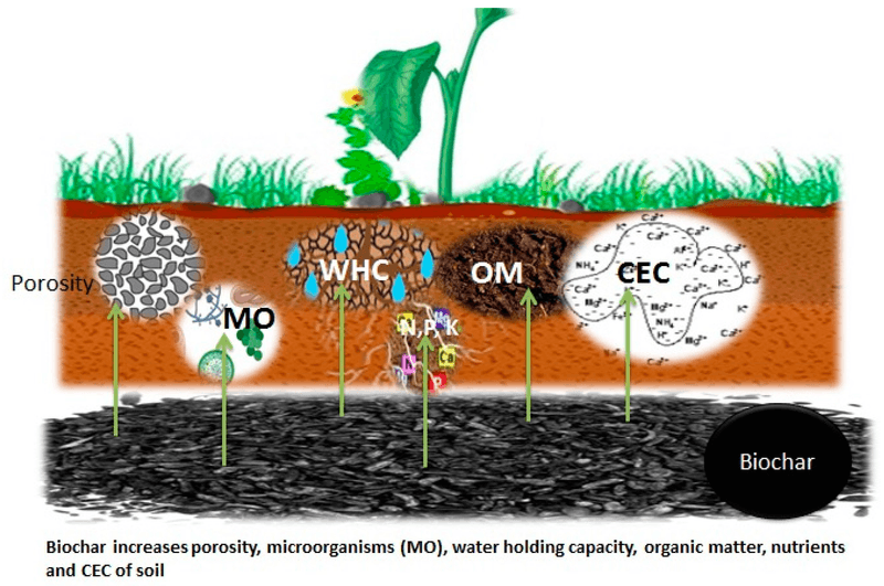 Biochar in Horticultural Therapy