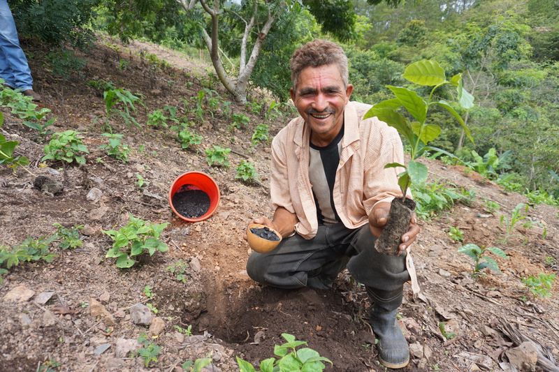 Biochar's Role in Reforestation