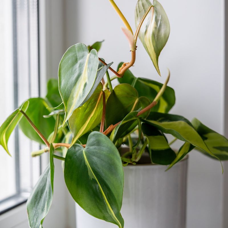 Philodendron