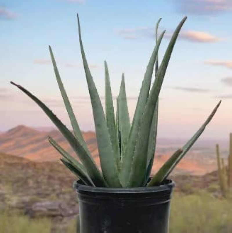 Aloe Vera