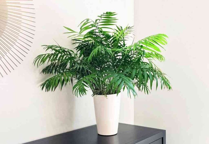 Parlor Palm