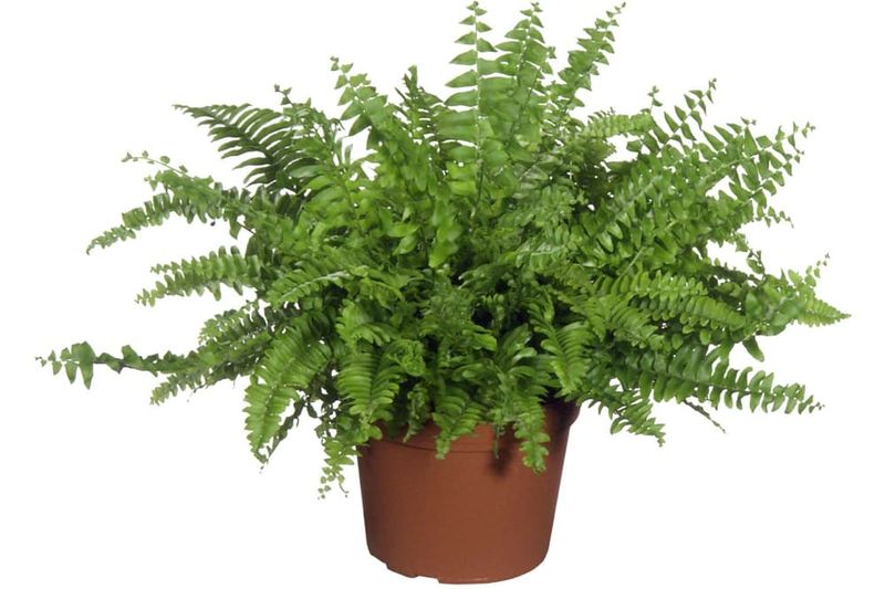 Boston Fern (Nephrolepis exaltata)