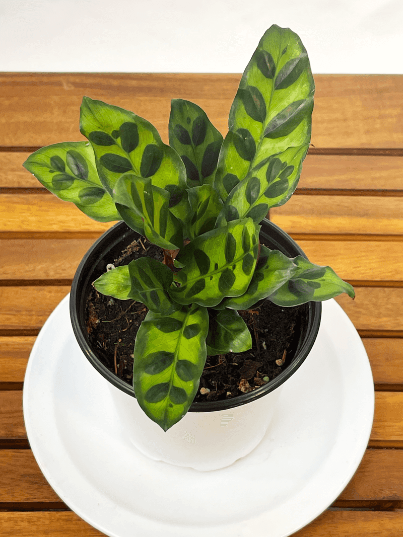 Calathea (e.g., Rattlesnake, Orbifolia)