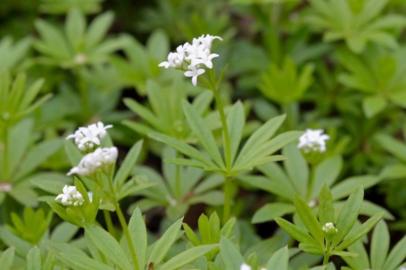 Sweet Woodruff