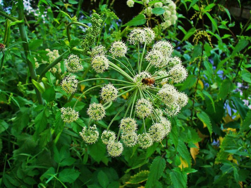 Angelica: The Holy Ghost Plant