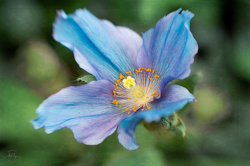Blue Poppy