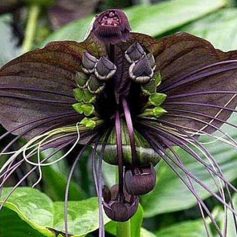 Bat Flower