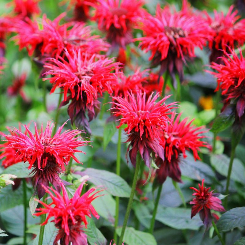 Bee Balm (Monarda)